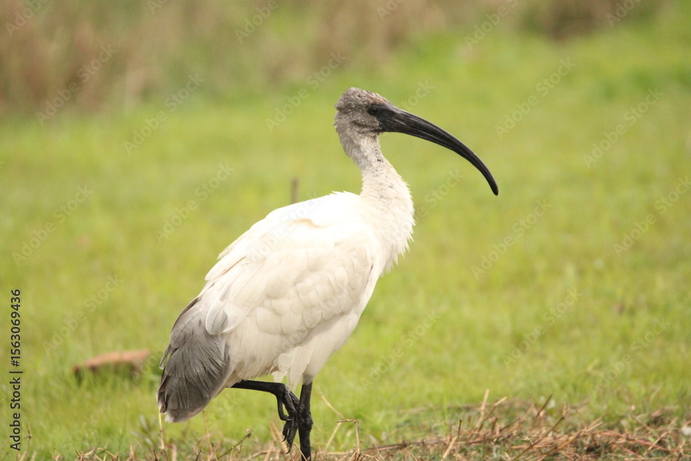 Fototapeta premium Ibis