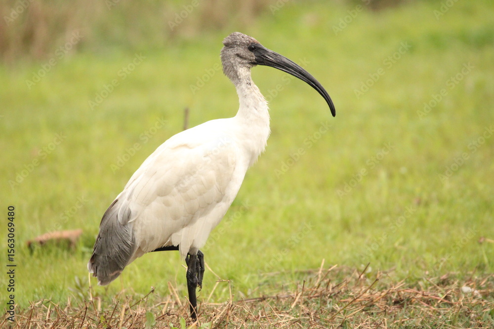 Fototapeta premium Ibis