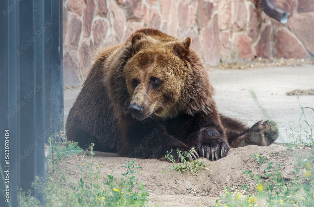 Fototapeta premium A brown bear is laying on the ground in a zoo enclosure