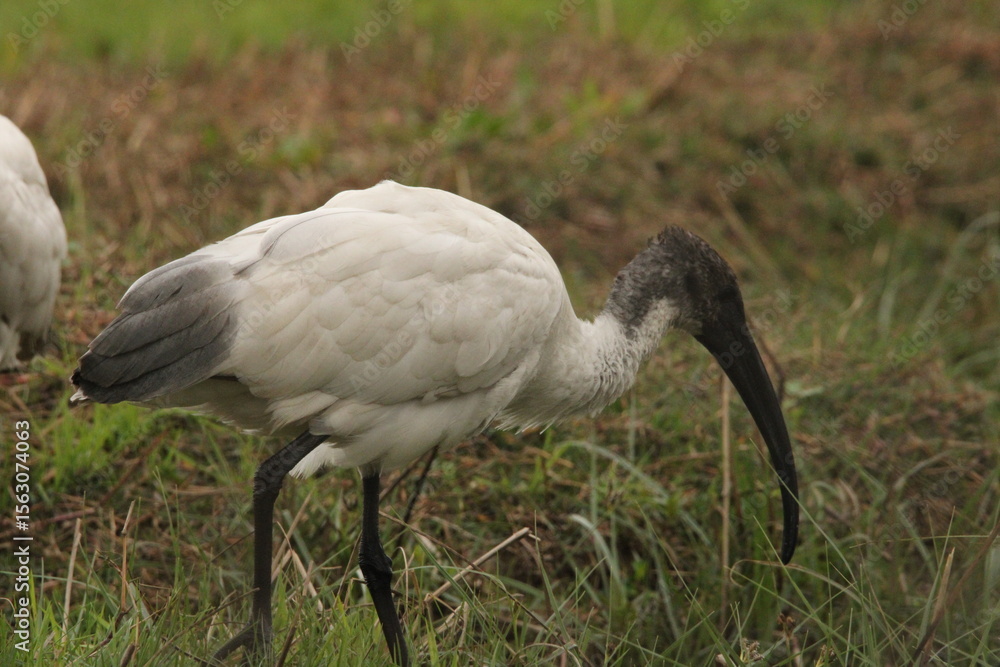 Fototapeta premium Ibis