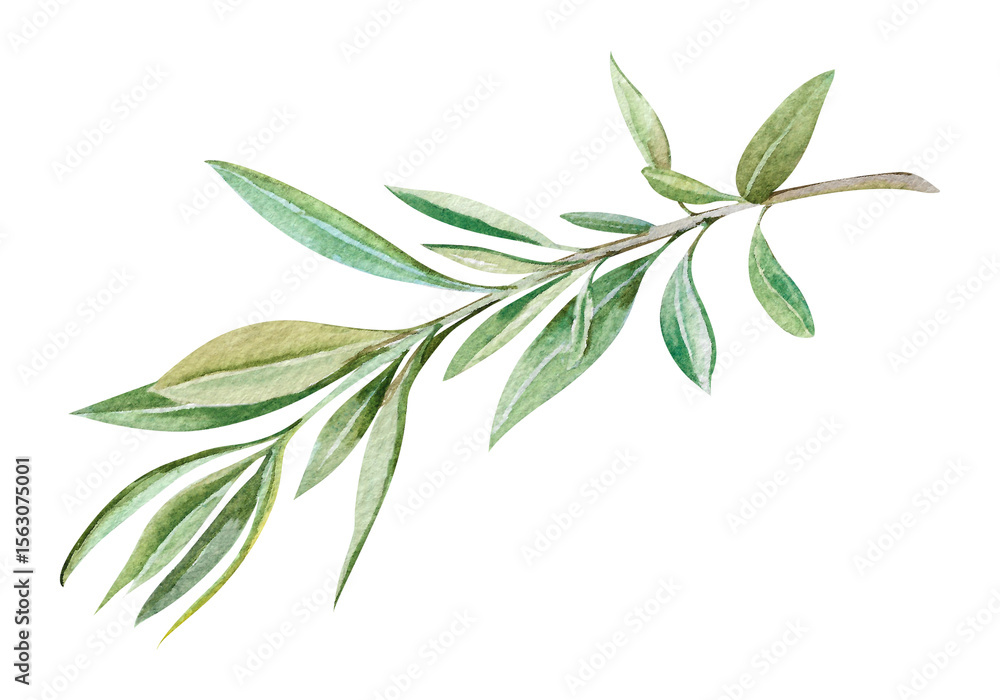 Fototapeta premium fresh olive branch with leaves hand drawn watercolor illustration isolated on white background. Botanical clipart of abstract green twig for food, natural, eco design, holiday decor, cards, invitation