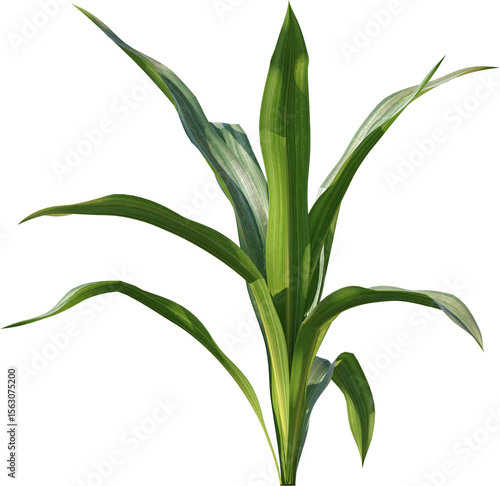 Wallpaper Mural Plant, Green Plant, Home Plants, Hanging Plant, Jungle Plant, Nature, Garden Plant Torontodigital.ca