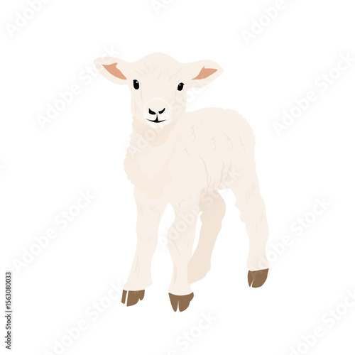Dessin jeune agneau