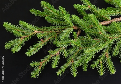 Wallpaper Mural Lush Evergreen Branch on Black Background Torontodigital.ca