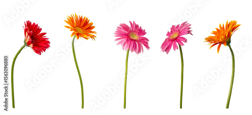 High Quality PNG of gerbera flowers collection isolated on white background.