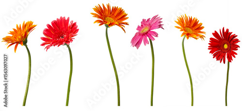 Obraz na płótnie High Quality PNG of colorful gerbera flowers on white background