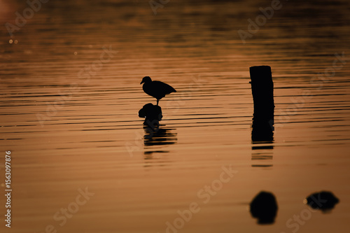 coot at the lake blässhuhn am See