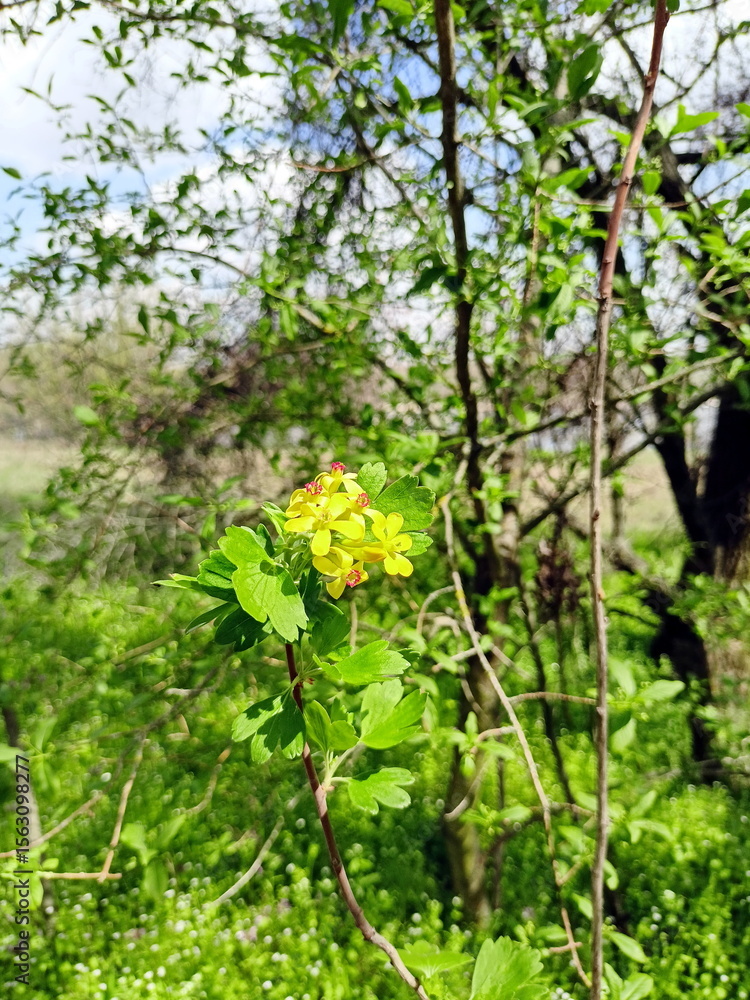 In the Khortytsky forests, a traveler sometimes has the fortune to come across the flowering of wild golden currant. In the Khortytsky forests, a traveler sometimes has the fortune to come across the flowering of wild golden currant.