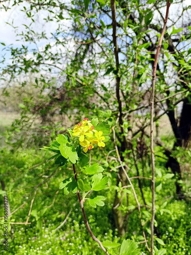 Wallpaper Mural In the Khortytsky forests, a traveler sometimes has the fortune to come across the flowering of wild golden currant. Torontodigital.ca