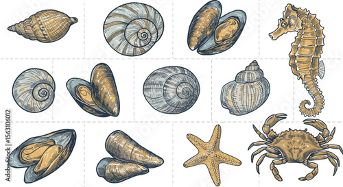 Nautical sea life vector illustration featuring shells and marine creatures for design projects