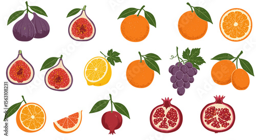 Colorful fruit collection vector illustration: figs, oranges, grapes, lemons, and pomegranates for design and print