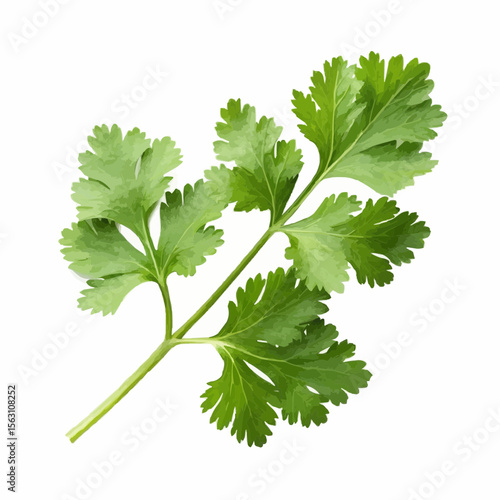 Cilantro isolated on white background
