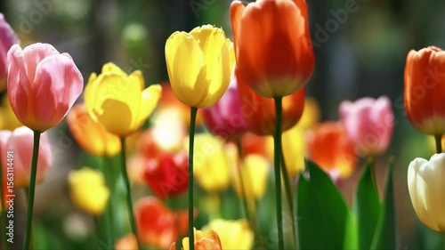 Colorful tulips in a garden
