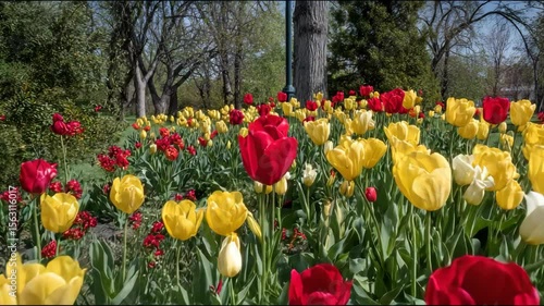 Colorful tulip blossoms in a garden bed.