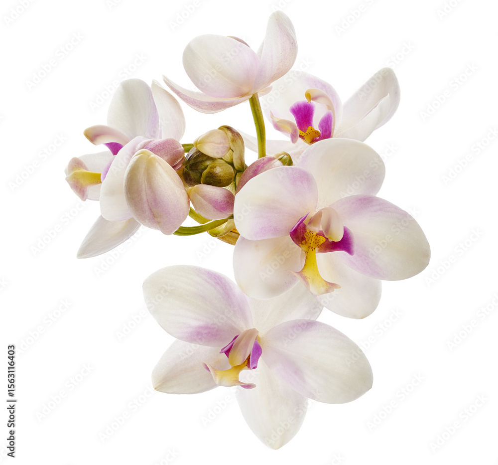 Fototapeta premium White Purple orchid, Philippine ground orchid, Tropical flowers isolated on white background, with clipping path 