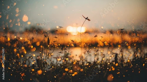 Field of flowers at sunset with glittering light