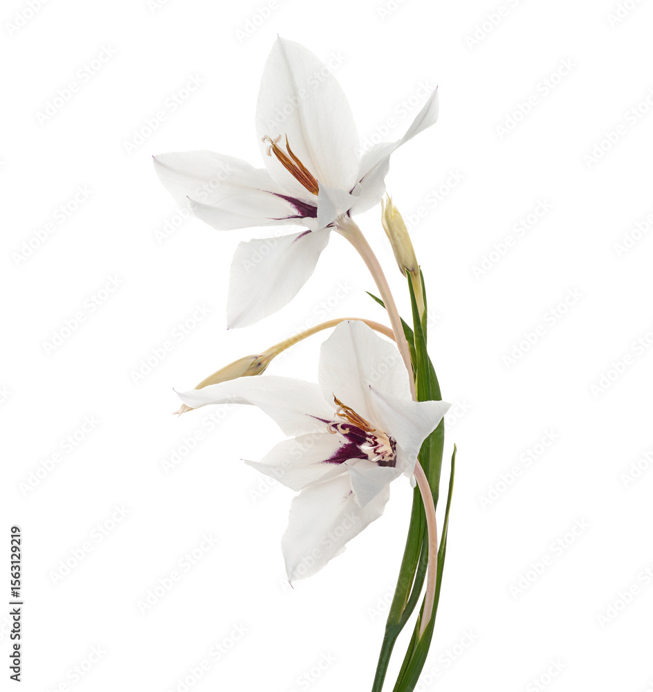 Naklejka premium Gladiolus flowers, White gladiolus blooming on branch isolated on white background, with clipping path 