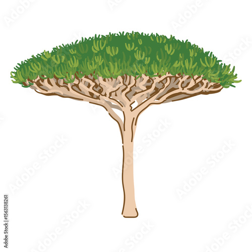 Unique dragon tree or so called Dracaena cinnabari growing in Yemen. Landmark of Socotra island with local name ariyob. Vector illustration in flat style.
