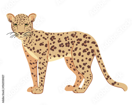 Arabian leopard is a traditionally revered animal in Yemen. Panthera pardus nimr is a large predator living on the Arabian Peninsula. Vector large spotted cat in flat style.