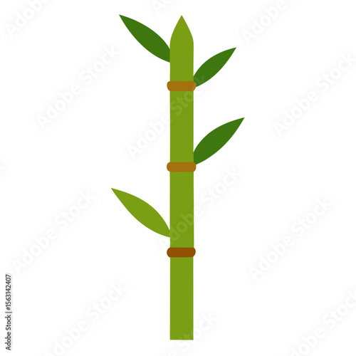 bamboo isolated on white background