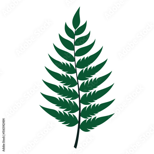 fern isolated on white background