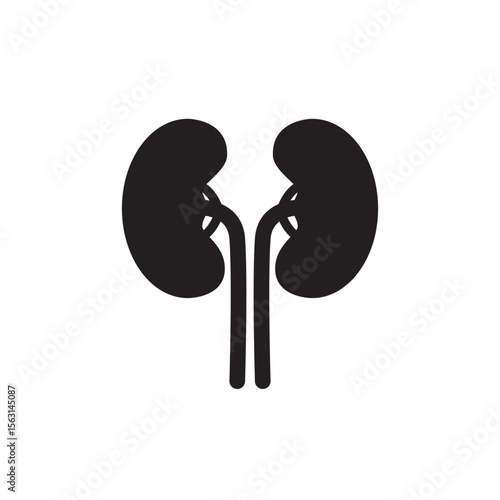 Illustration of human kidneys