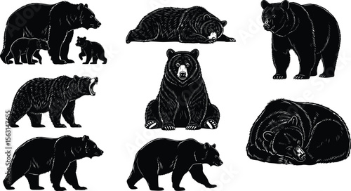 Black bear vector illustration set, wildlife animal drawings and designs