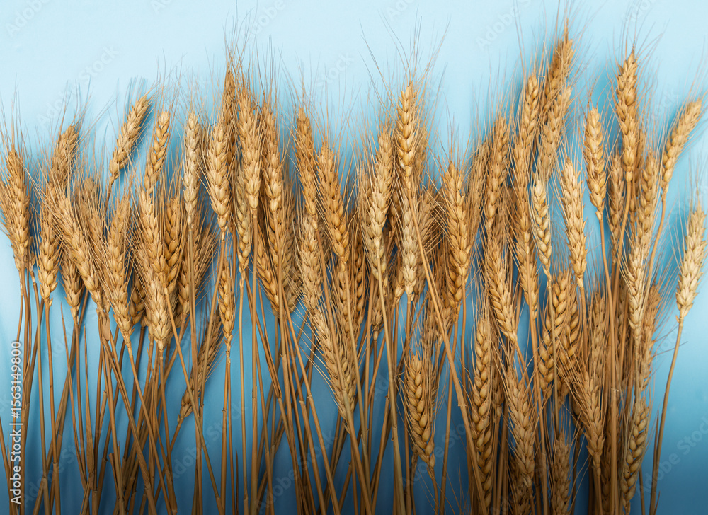 Fototapeta premium A bundle of golden wheat stalks displayed against a clean light blue background. The dry, ripe wheat symbolizes harvest, agriculture, and natural organic produce.