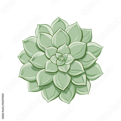 Vector icon of a rosette-shaped echeveria succulent, symbolizing nature, and botanical beauty. Isolated on a transparent background