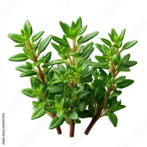Wallpaper Mural Fresh thyme herb sprigs isolated on white background Torontodigital.ca