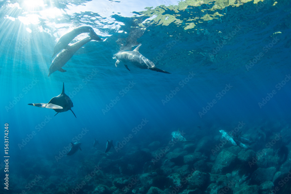 Fototapeta premium Bottlenose dolphins swimming in a group with sunlight