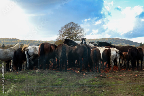 Wallpaper Mural Herd of mixed-colored horses standing together and eating carrots in rural pasture with dramatic clouds and mountain backdrop during late afternoon light Torontodigital.ca