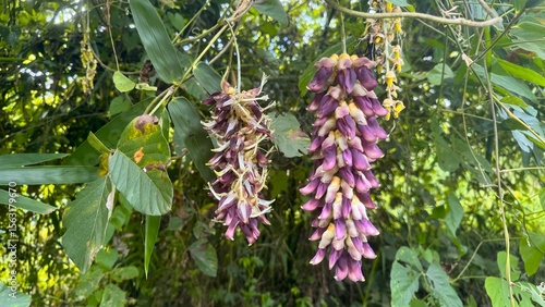 Mucuna pruriens plant, green leaves, long pods. A key herb in Ayurveda, rich in L-Dopa. Used in health, meds, and supplements. Great for nature, cure, and plant themes