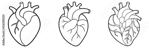 Organ Heart Coloring Page - Human Anatomy Line Art Outline for Kids and Adults