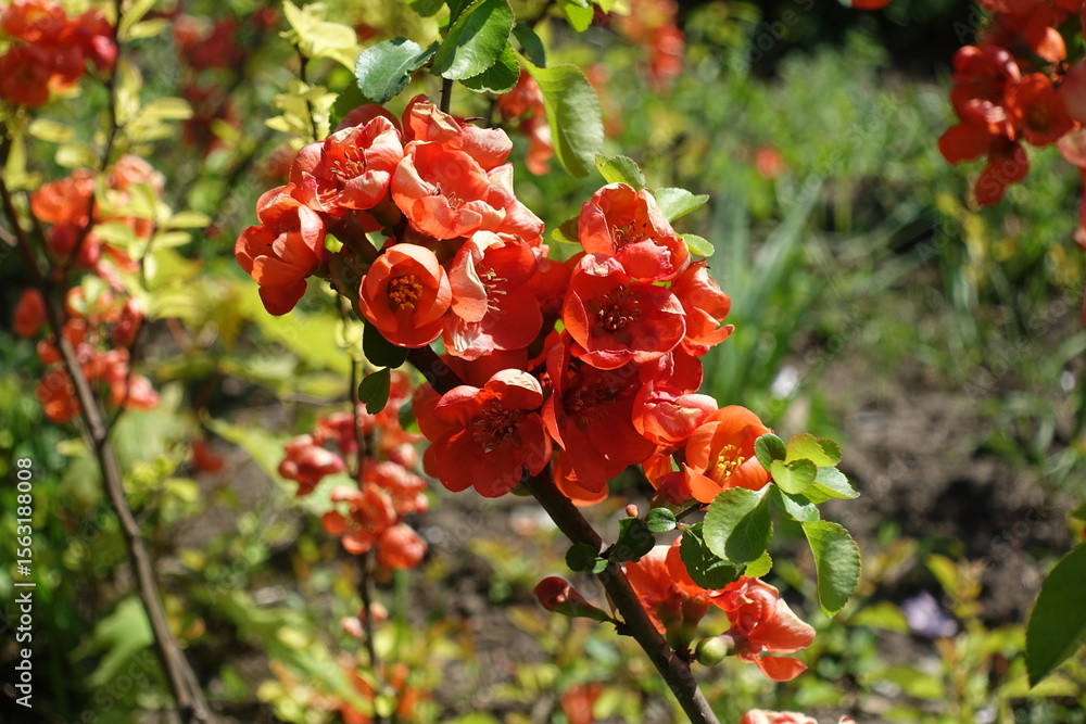 Half open reddish orange flowers of Chaenomeles japonica in mid May Half open reddish orange flowers of Chaenomeles japonica in mid May