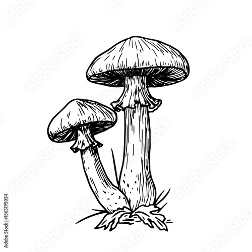 Wild mushrooms in grass, a sketch in black and white ink. Vector illustration. Autumn decor for a mushroom garden, highlighted on a white background. For postcards, invitations, cookbooks, and menus.