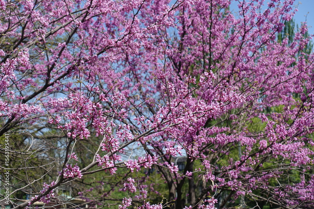 Lots of pink flowers of cercis canadensis in mid May Lots of pink flowers of cercis canadensis in mid May