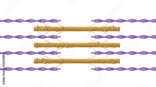 Detailed 3D animation of muscle fiber contraction showing actin, myosin, and cross-bridge cycling during movement