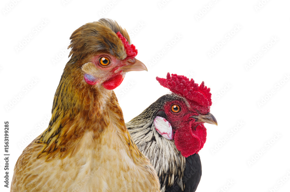 Naklejka premium rooster and chicken isolated on white background