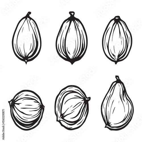 groundnuts clear line art vector with natural peanut shapes