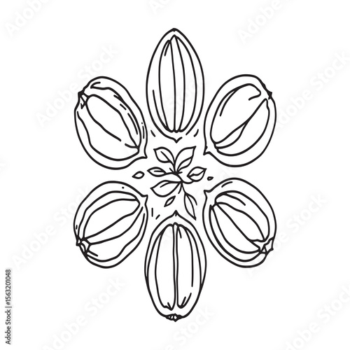 groundnuts hand drawn style line art vector image