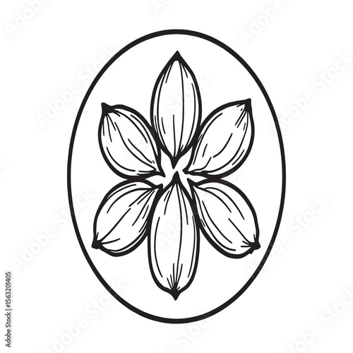 groundnuts vector outline drawing showing peanuts in shell