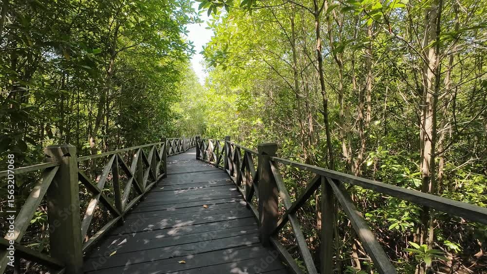 Wooden boardwalk through tropical mangrove forest and lush greenery Wooden boardwalk through tropical mangrove forest and lush greenery