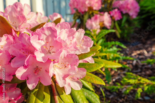 A rhododendron bush blooms in the garden