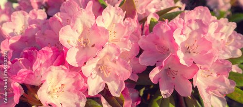 A rhododendron bush blooms in the garden