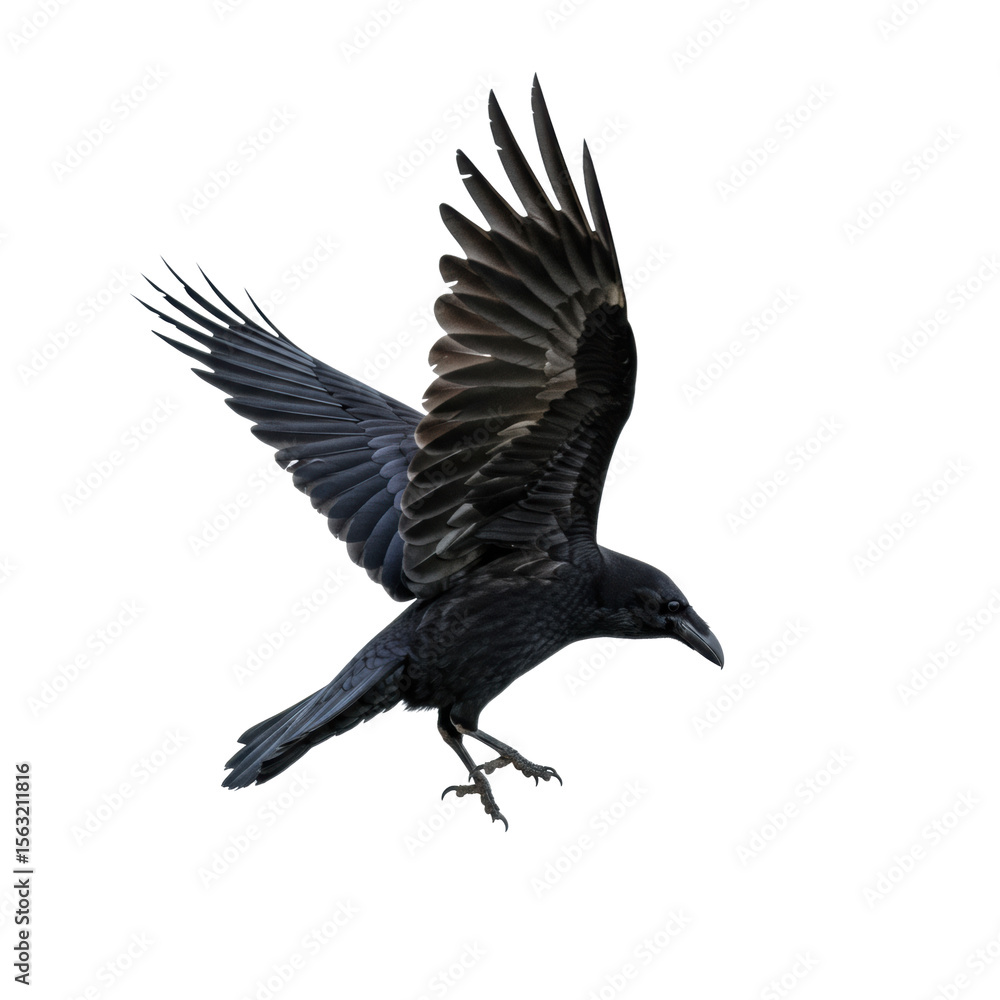 Naklejka premium A majestic common raven in mid-flight, glossy black wings outstretched, intricate feathers detailed from a high-angle shot, isolated on a clean white studio background with copy space, concept of