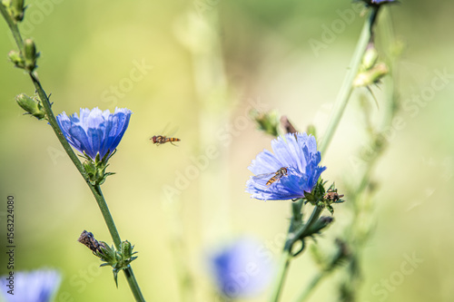 Blühende Wegwarte Cichorium intybus mit Schwebfliege Syrphidae auf Blüte und fliegende Schwebfliege unscharf im Hintergrund