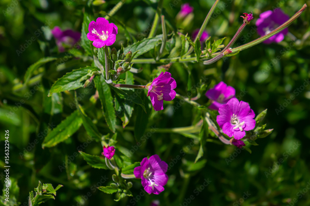 willow-herb epilobium hirsutum during flowering. Medicinal plant with red flowers willow-herb epilobium hirsutum during flowering. Medicinal plant with red flowers