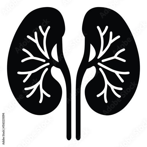Black and white illustration of human kidneys with branching vessels human anatomy internal organ