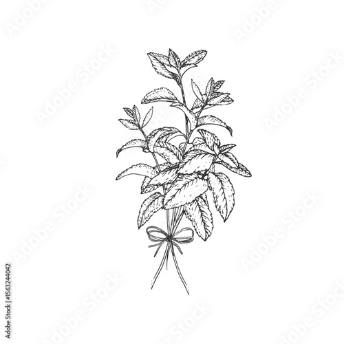Mint branches tied with rope. Vector illustration hand drawn with ink and isolated on white background. Object for label design